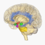 ph050_cerveau_sous_cortical_.png