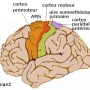 ph052_cortex_moteur.jpg